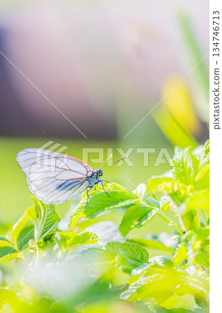 Pieris cabbage butterfly 134746713