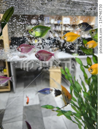 Close-up of brightly colored tropical Glo Fish in an aquarium Close-up of brightly colored tropical Glo Fish in an aquarium 134746730