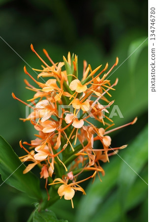 薑花和雨滴 134746780