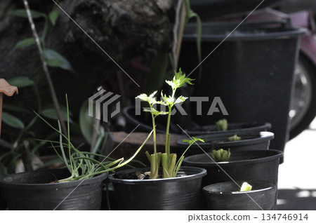 Celery plant seedling growing in black plastic pot outdoor garden fresh green leaf natural light focus 134746914