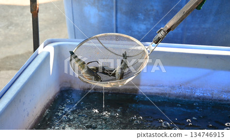 Shrimp aquaculture tank seafood harvest fresh water scoop mesh net 134746915