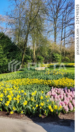 Lisse, Netherlands - April 8 2023: Beautiful Flowers at Keukenhof Gardens 134746926