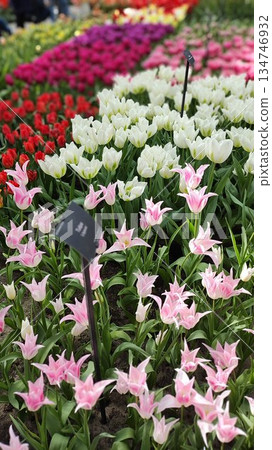 Lisse, Netherlands - April 8 2023: Beautiful Flowers at Keukenhof Gardens Lisse, Netherlands - April 8 2023: Beautiful Flowers at Keukenhof Gardens 134746932