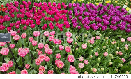 Lisse, Netherlands - April 8 2023: Beautiful Flowers at Keukenhof Gardens 134746933