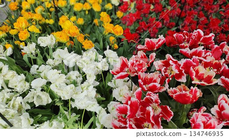 Lisse, Netherlands - April 8 2023: Beautiful Flowers at Keukenhof Gardens Lisse, Netherlands - April 8 2023: Beautiful Flowers at Keukenhof Gardens 134746935