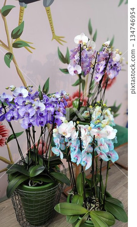 Lisse, Netherlands - April 8 2023: Beautiful Flowers at Keukenhof Gardens 134746954