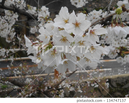 Sakura Sakura 134747137