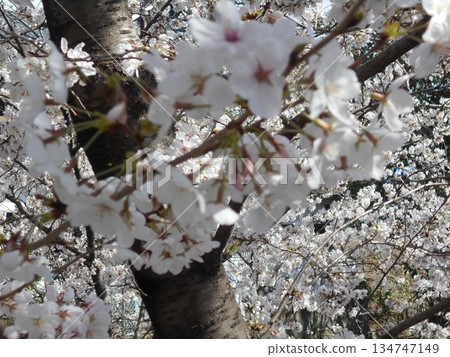 Sakura Sakura 134747149