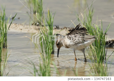 活體動物,野生鳥類,流蘇鷸,幼鳥。身體呈黃褐色,白色羽毛邊緣十分醒目。 活體動物,野生鳥類,流蘇鷸,幼鳥。身體呈黃褐色,白色羽毛邊緣十分醒目。 134747163