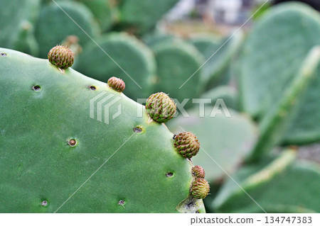 Small prickly pear cactus buds (spring, April) Small prickly pear cactus buds (spring, April) 134747383