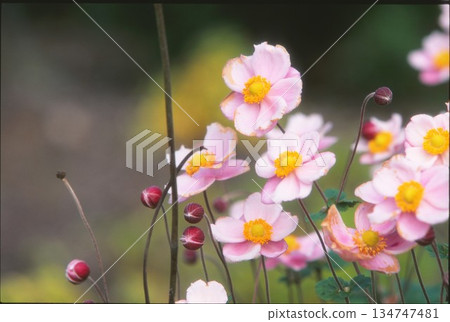 用正片拍攝的銀蓮花菊花 134747481