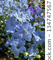 紫藍色花的特寫 134747567