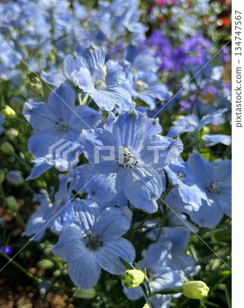 Close-up of purple-blue flowers Close-up of purple-blue flowers 134747567