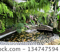 溫室雨林的場景和魚池 134747594