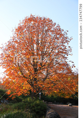 鮮紅的秋葉和參天大樹在湛藍的秋日天空映襯下格外醒目。 134747799