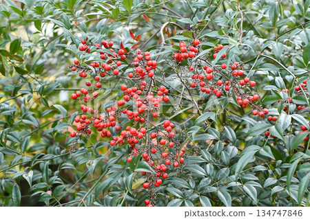 南天竹(Nandina) 南天竹(Nandina) 134747846