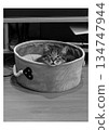 一隻貓從籠子裡向外張望。 134747944