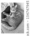 一隻貓打盹時看著我。 134747945