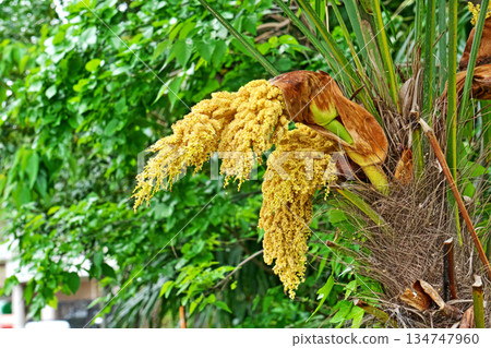 棕櫚雄花（春季，四月） 134747960