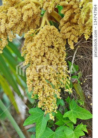 棕櫚雄花（春季，四月） 134747964