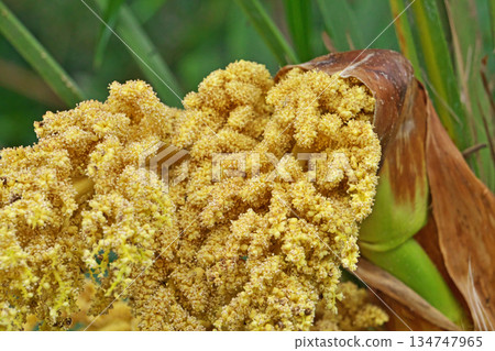 棕櫚雄花（春季，四月） 134747965