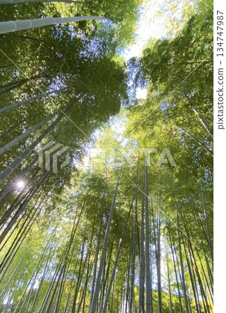 Refreshing bamboo forest Refreshing bamboo forest 134747987