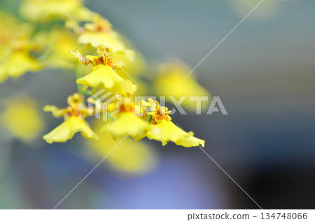 Dancing lady orchid, O flexuosum x O sphacelatum or Oncidium or Oncidium sp Goldiana or oncidium varicosum, Oncidium Variety Goldiana or orchidaceae Dancing lady orchid, O flexuosum x O sphacelatum or Oncidium or Oncidium sp Goldiana or oncidium varicosum, Oncidium Variety Goldiana or orchidaceae 134748066