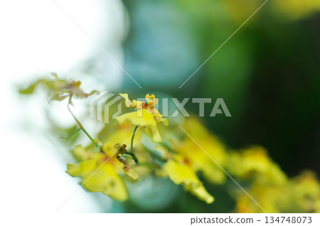 Dancing lady orchid, O flexuosum x O sphacelatum or Oncidium or Oncidium sp Goldiana or oncidium varicosum, Oncidium Variety Goldiana or orchidaceae Dancing lady orchid, O flexuosum x O sphacelatum or Oncidium or Oncidium sp Goldiana or oncidium varicosum, Oncidium Variety Goldiana or orchidaceae 134748073