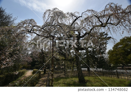 Cherry blossoms in the Imperial Palace Cherry blossoms in the Imperial Palace 134748082