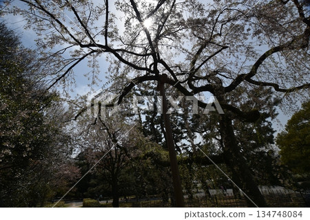 Spring, cherry blossoms in full bloom Spring, cherry blossoms in full bloom 134748084