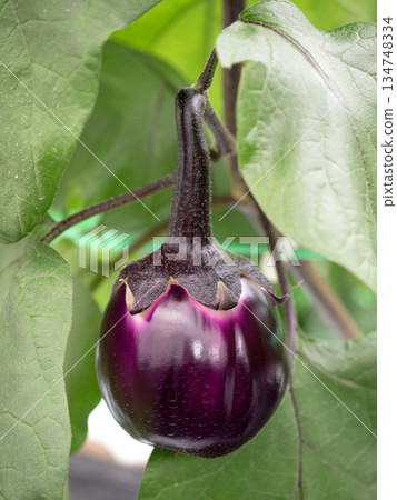 Greenhouse cultivation of round eggplants Greenhouse cultivation of round eggplants 134748334