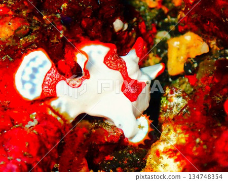 躄魚,伊豆大島,1 躄魚,伊豆大島,1 134748354