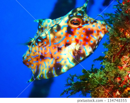 海雀,伊豆大島 海雀,伊豆大島 134748355