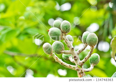 小枇杷果(春季,四月) 小枇杷果(春季,四月) 134748363