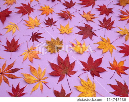 以壓制楓葉為背景 134748386