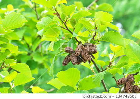 Brown alder fruit from last year (spring, April) Brown alder fruit from last year (spring, April) 134748505