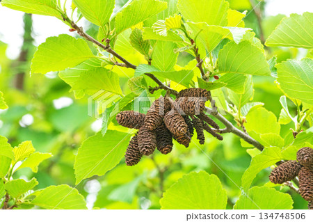 Brown alder fruit from last year (spring, April) 134748506
