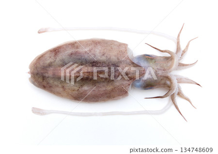 Cuttlefish Cuttlefish 134748609