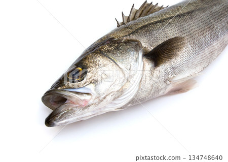 新鮮海鱸魚，全長約60厘米 134748640