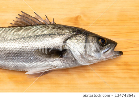新鮮海鱸魚,全長約60厘米 新鮮海鱸魚,全長約60厘米 134748642