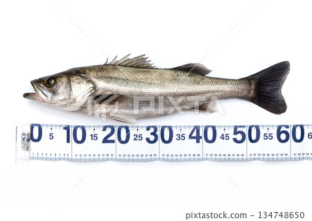 鱸魚和魚形捲尺 134748650