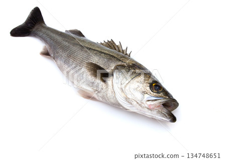 新鮮海鱸魚（約60公分長） 134748651