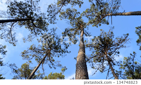Extraction of natural resin from pine tree trunks Extraction of natural resin from pine tree trunks 134748823