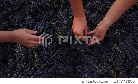 Red grapes selection 134748899