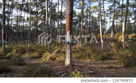 Extraction of natural resin from pine tree trunks 134748953
