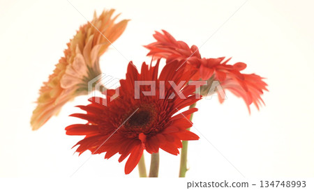 Orange, Red and Pink Gerberas 134748993