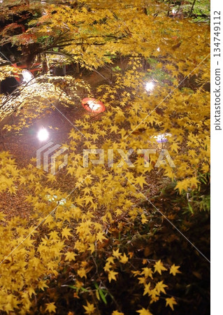 燈光照耀下的秋葉和日式雨傘 134749112