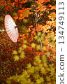 燈光照耀下的秋葉和日式雨傘 134749113