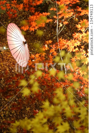 燈光照耀下的秋葉和日式雨傘 134749113