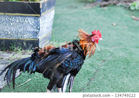 cock ,chicken or hen on the grass cock ,chicken or hen on the grass 134749122
